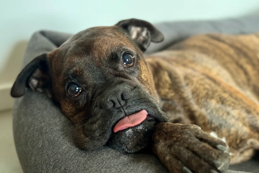 Bürohund – Sympathieträger und Feel-Good-Manager